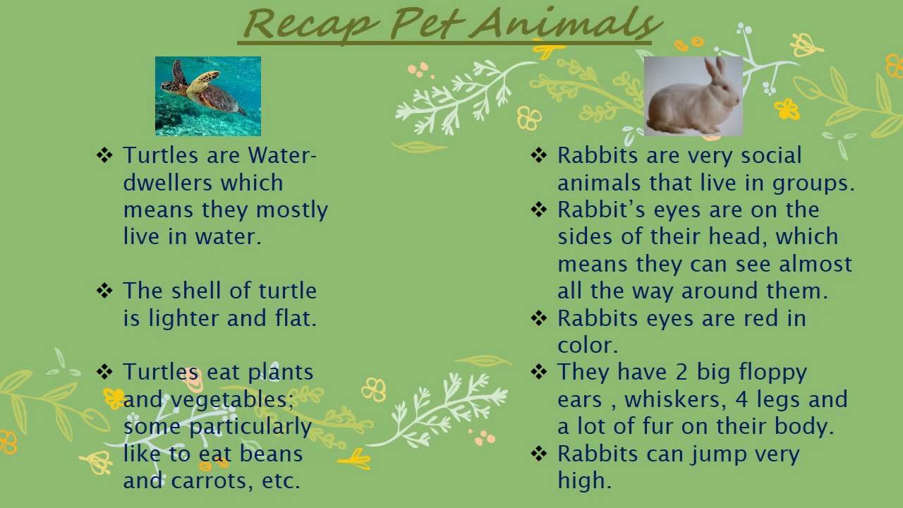 Recap of Pet Animals - YouTube