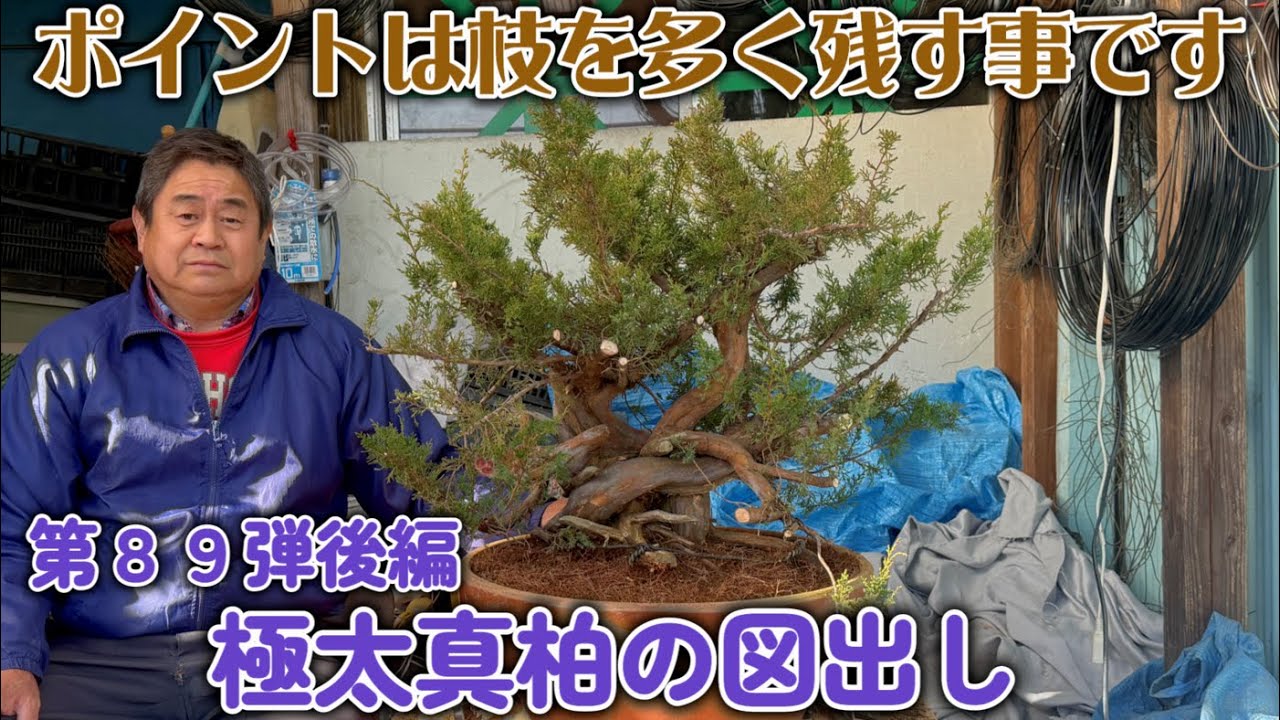 盆栽】第89弾後編 極太真柏の図出し【ポイントは枝を多く残す事です