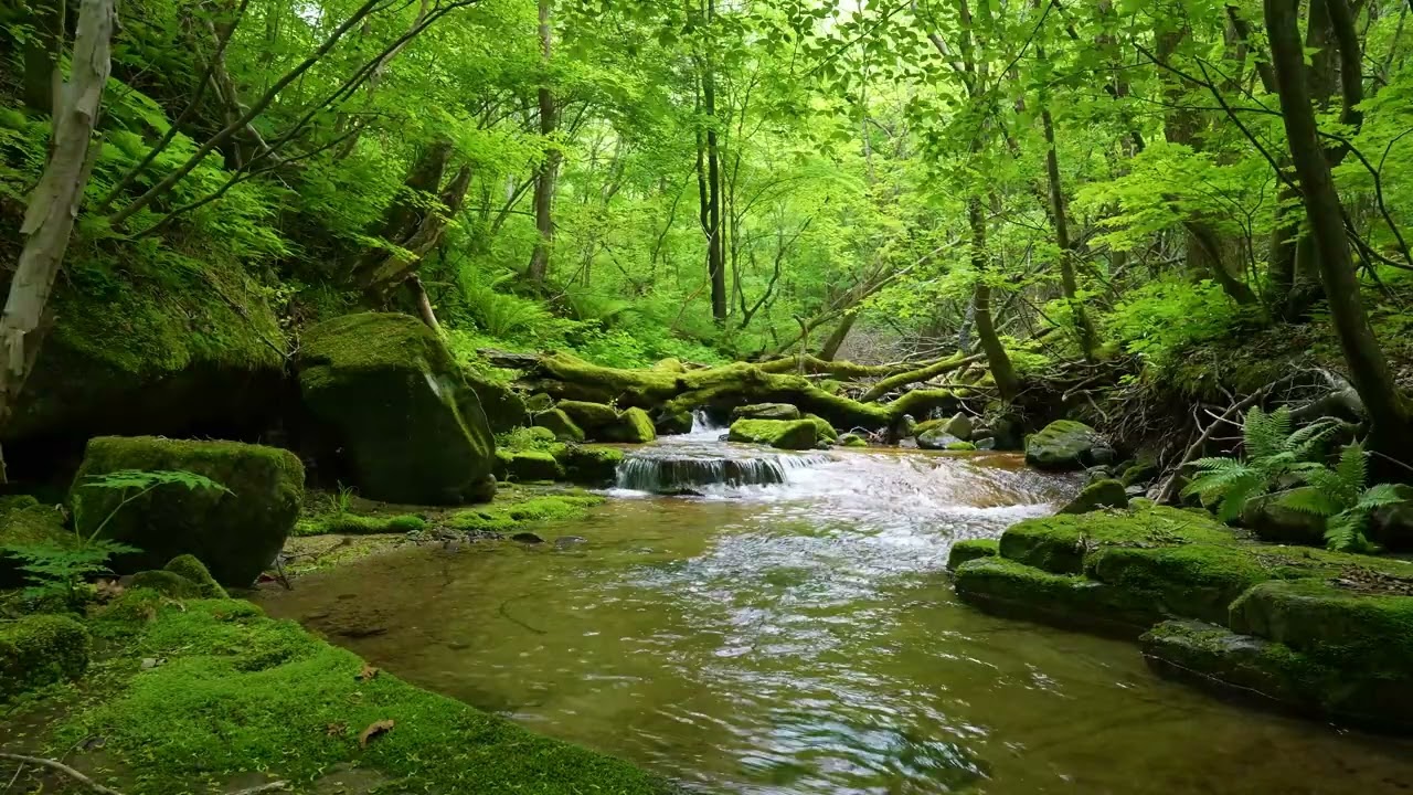 Освежающая природная атмосфера / волшебные звуки леса / звуки ручья