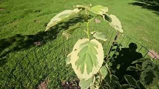 Davidia involucrata 'Lady Sunshine' davídie listenová