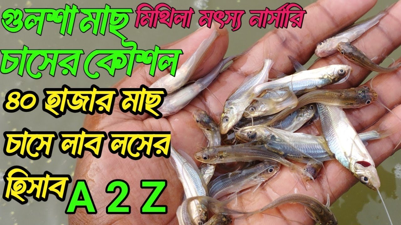 Golsha fish framing video. Golsha mac cas poddote fish framing Bangladesh Golsha mac.01618078723.Imo