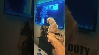 Jojo, Ice, and Maja break into my room to play video games with me.