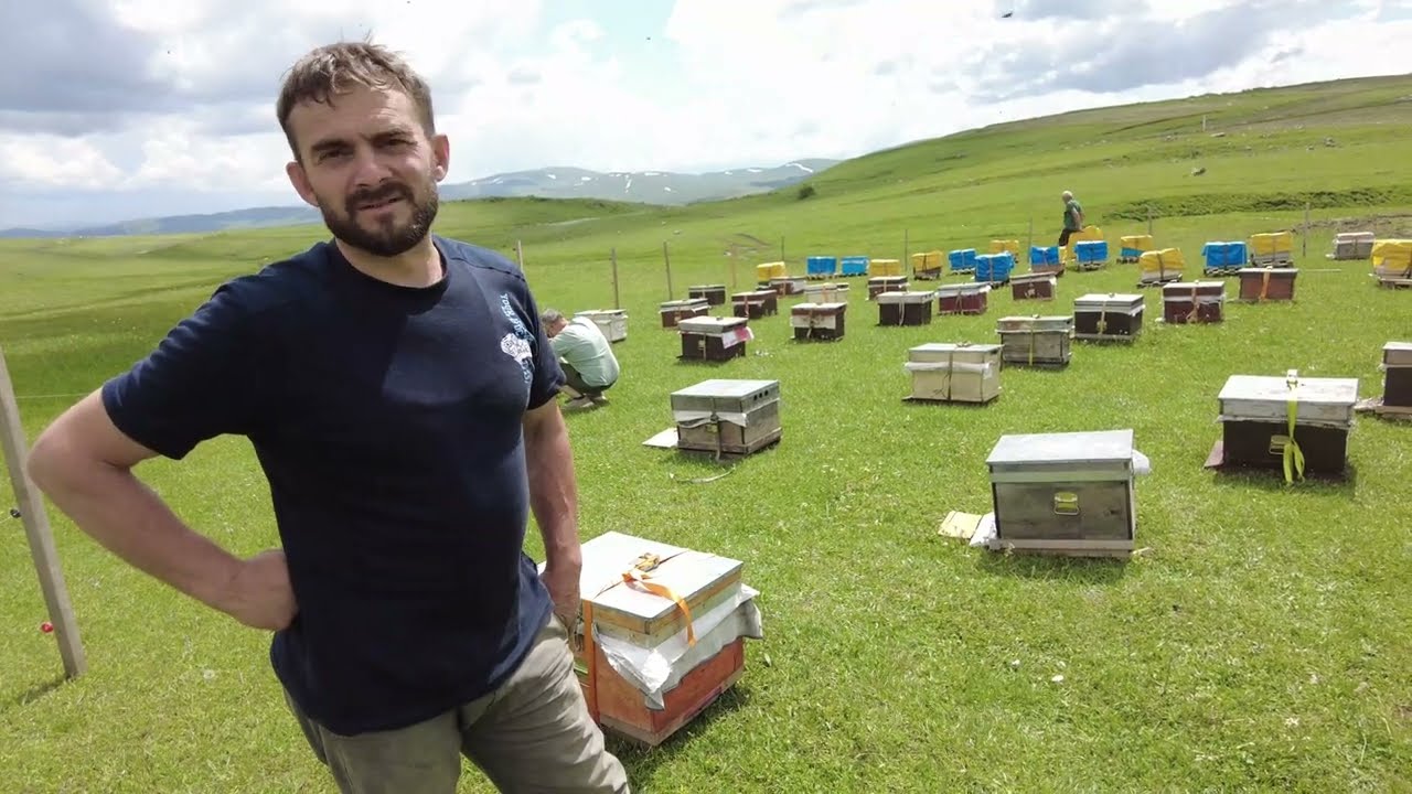 arılar yayla balı sezonuna hazırlanıyor