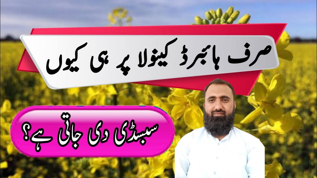 Why government gives subsidy on Canola Hybrids only | Bilal Kanju Official