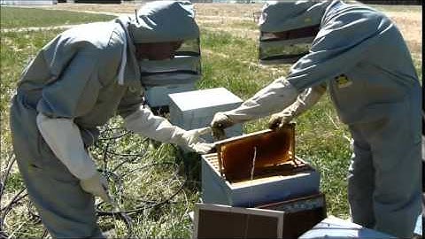 Installing accelerometers in honey bee hives