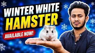 Winter White Hamster Available Now | Hamster Price In Bangladesh | Hamster Price 2026 | My Hobby Bd