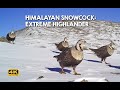 Birdwatching himalayan snowcocks on the top of the mountain birding encounters in the wild 4k