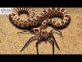 Top 10 Cosas Mas Aterradoras De La Naturaleza Mp3