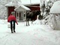 Marja och Älg i Dalkarlsberg