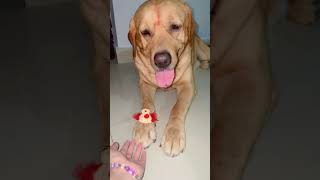 #dog #dogs #dogshorts #shorts #shortvideo #youtubeshorts #viral #funnydogs #cutedog #funny #love