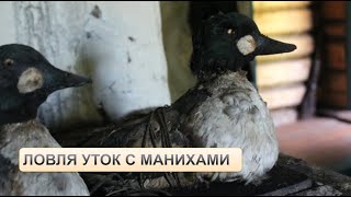 «Сиди хоть день, ночь сиди. Сколько терпенья»: об охоте на уток с «мани́хами»