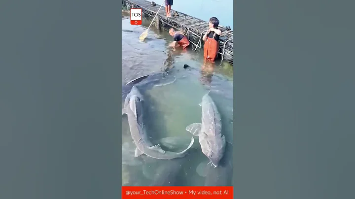 WATER GIANTS 🐟💪 how these fishermen handle the deep! 🌊🔥#crafts #skills #wow #fishing