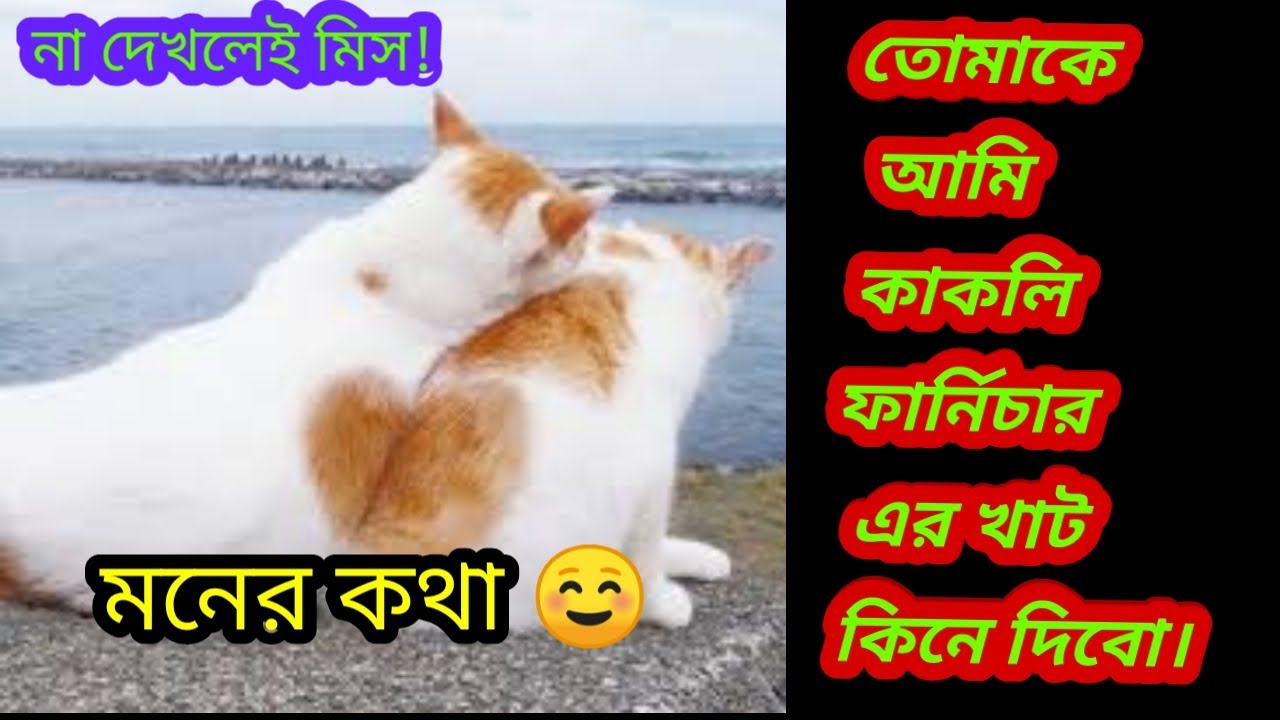 Bangla funny video / kakali furniture / cute cat video / moner kotha