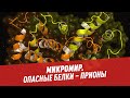 Прионы – смертельно опасные белки – Микромир