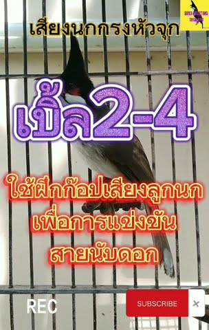เสียงนกกรงหัวจุกเบิ้ล2-4 #นกกรงหัวจุก #นกเบิ้ลอาชีพ #นกเบิ้ล #นกเบิ้ล2 #นกเบิ้ล3 #นกเบิ้ล4 #chào