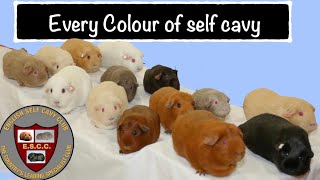 Every colour of self guinea pig #guineapig