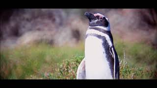 BAHIA BUSTAMANTE LODGE - Atlantic Patagonia