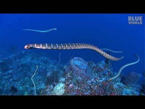 Sea Snake Island | JONATHAN BIRD'S BLUE WORLD