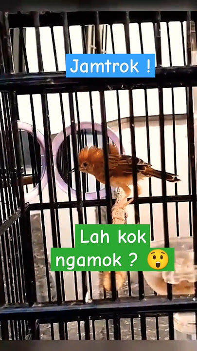 Cici Padi Kepala Merah Gacor Ngamok Jamtrok ! 100% uenak Iki Bosque 🤩