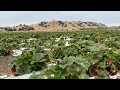STRAWBERRY PICKING 2023 gilroy california . check the discription for more details