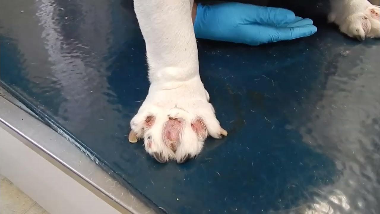 bulldog-interdigital-cyst-dr-kraemer-vet4bulldog-youtube
