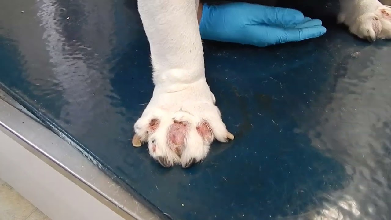 Bulldog Interdigital Cyst Dr Kraemer Vet4Bulldog YouTube Bulldog Interdigital Cyst Dr Kraemer Vet4Bulldog YouTube
