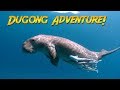 Dugongs of the Philippines (It's NOT a manatee...what is it?)