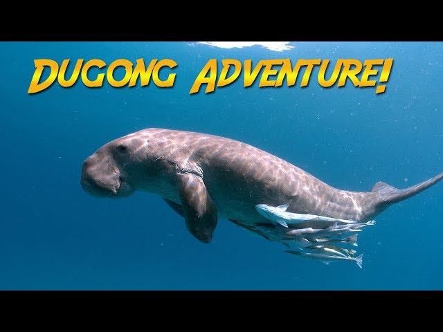 Dugongs Of The Philippines (It'S Not A Manatee...What Is It?) - Youtube