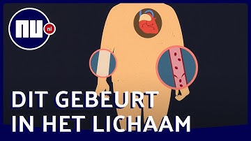 Hoe je kunt overlijden door extreme hitte | NU.nl