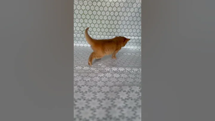 Video 11640511: somali kitten, female kitten, kittens usa, kitten meets