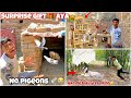 Pakistani bully rescuekarne gye new birds in  petsvlog  education