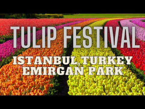 Tulip Festival in