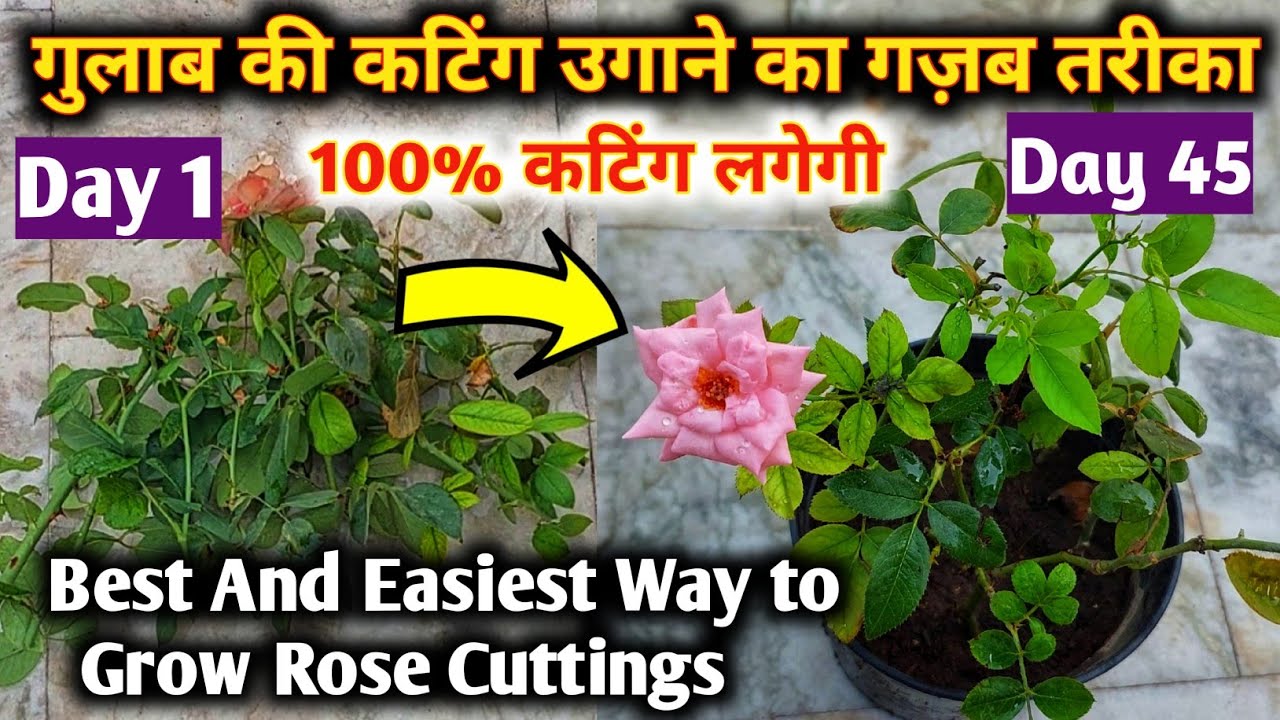 How To Grow Rose Plant From Cuttings.Grow Roses from Cuttings.Rose