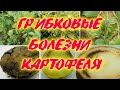 Грибковые болезни картофеля. Признаки болезни, как распространяется, где развивается Методы лечения!