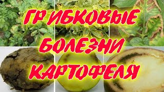 Грибковые болезни картофеля. Признаки болезни, как распространяется, где развивается Методы лечения!