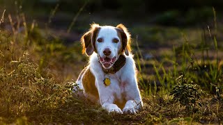 The Brittany Dog An Ideal Hunting Companion by Brittany Dog USA 76 views 3 weeks ago 3 minutes, 52 seconds