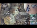 ジョウビタキの巣作り・子育て・巣立ちまで44日間全記録【巣箱観察2024/1回目まとめ】