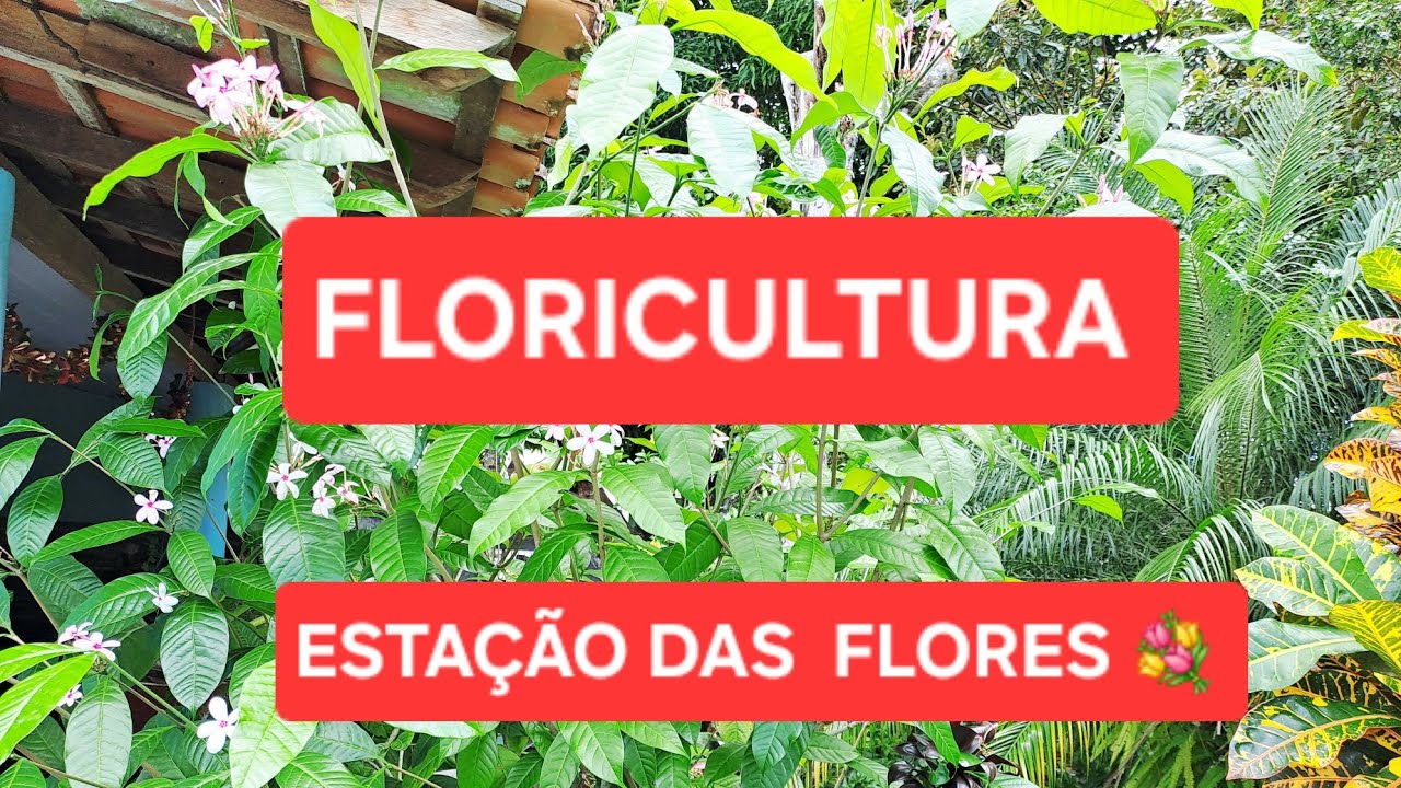 🌹🌹VAMOS COMIGO NA FLORICULTURA🌺🌷🌹🪷 ESTAÇÃO DAS FLORES 💐 💐 💐 💐 
