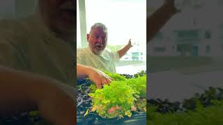 Evogro Cabinet Tour at Ramore Restaurants with Chef Kieran