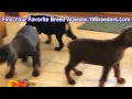 Doberman Pinscher, Puppies, For, Sale, In, Olathe, Kansas, County, KS, Fairfield, Litchfield, Middle Doberman Pinscher, Puppies, For, Sale, In, Olathe, Kansas, County, KS, Fairfield, Litchfield, Middle