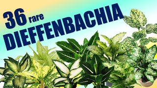 36 DIEFFENBACHIA SPECIES | HERB STORIES