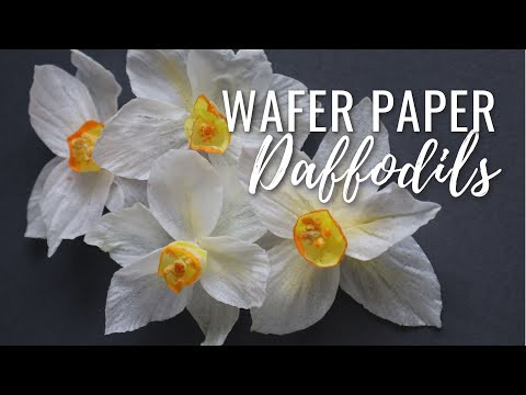Video: Cara Mencintai Daffodil