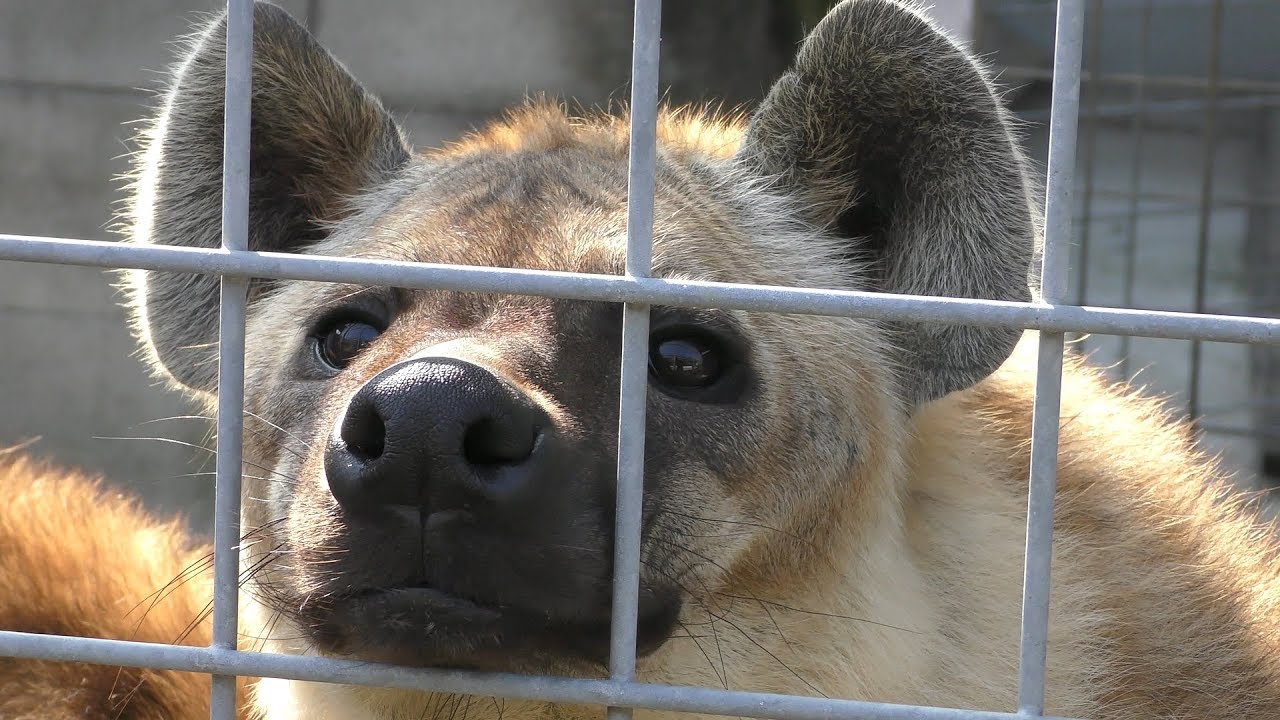 Laughing hyena (Shirotori ZOO, Kagawa, Japan) March 1, 2019 - YouTube