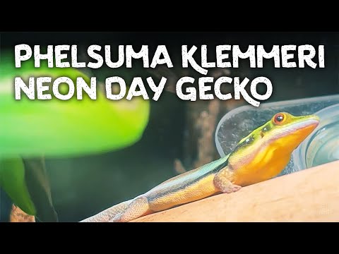 Video: Phelsuma dieet: mida süüa Geckos?