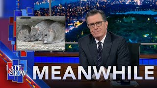 Meanwhile… Rat Birth Control | ChatGPT Can’t Count Backwards | Sugar For Hemorrhoids? Net Worth