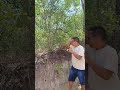 Conheça a Mangaba.