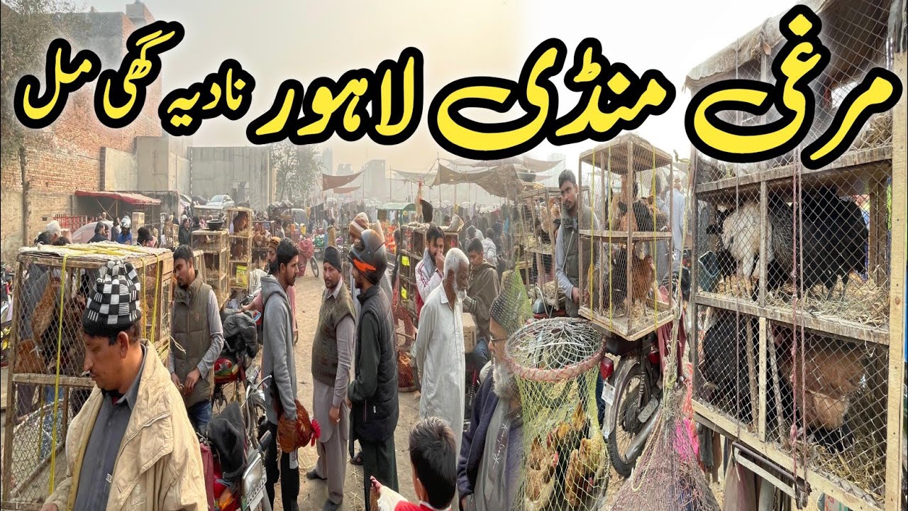 Anday Wali Murgi Aaj Ka Rate | Sunday Bazar Nadia Ghee Mill Lahore