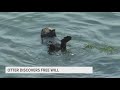 Sea Otter Lands On Most Wanted List After Aggression Towards Humans Sea Otter Lands On Most Wanted List After Aggression Towards Humans