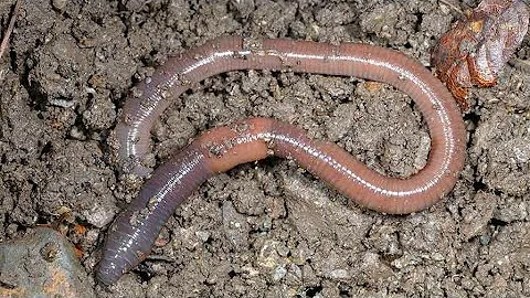 How I feed My Worms!