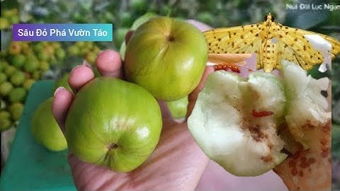 SÂU ĐỎ PHÁ VƯỜN TÁO LỤC NGẠN ĐẦU VỤ I Núi Đồi Lục Ngạn